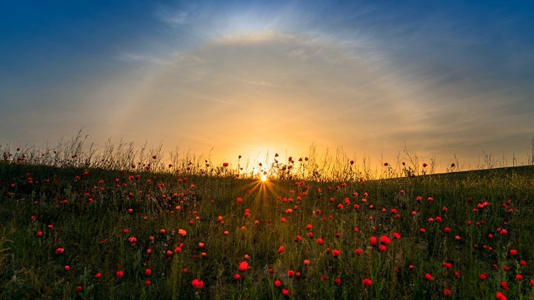 Picture of RED POPPIES AND SUNRISE