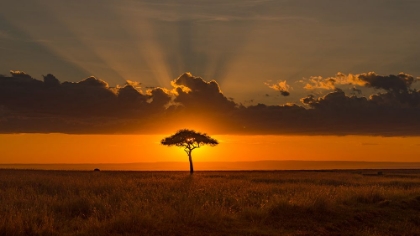 Picture of BEHIND THE ACACIA TREE