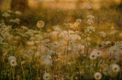 Picture of DANDELION DREAMS