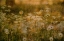 Picture of DANDELION DREAMS