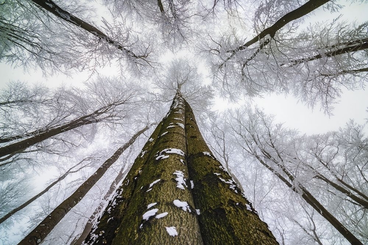 Picture of LOOKING UP