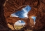 Picture of DOUBLE ARCH.