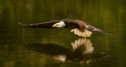 Picture of THE REFLECTIVE POND