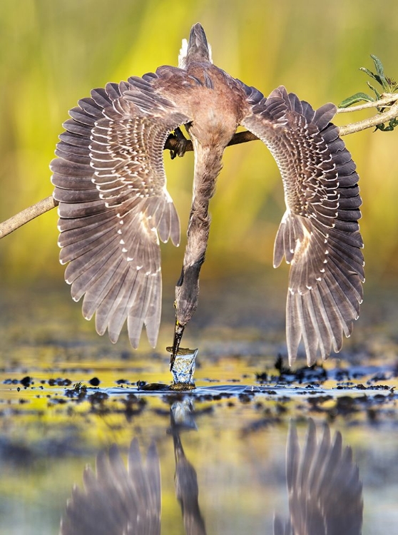 Picture of AZULADA PESCANDO