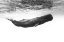 Picture of SPERM WHALE
