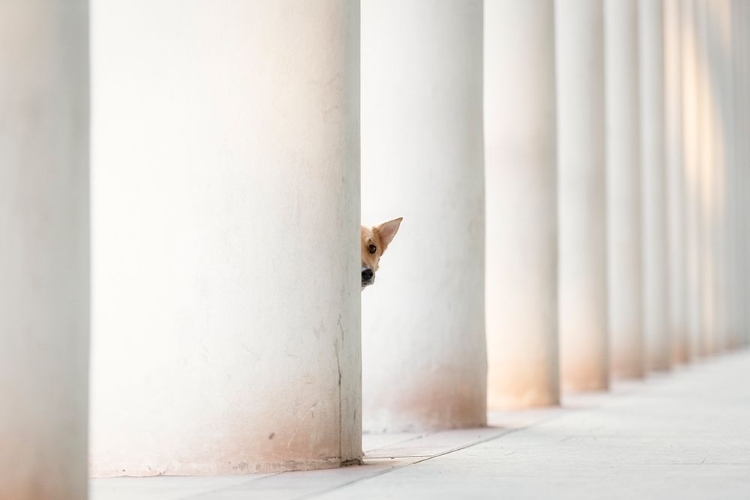 Picture of BELLA - AND THE PILLARS OF THE EARTH...