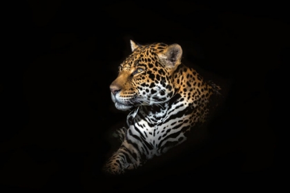 Picture of JAGUAR PORTRAIT