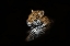 Picture of JAGUAR PORTRAIT