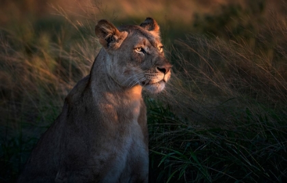 Picture of LIONESS AT FIRST DAY LIGTH