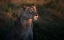 Picture of LIONESS AT FIRST DAY LIGTH