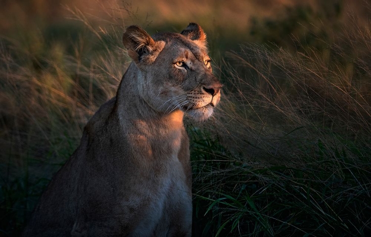 Picture of LIONESS AT FIRST DAY LIGTH