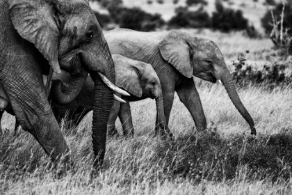 Picture of ELEPHANT FAMILY