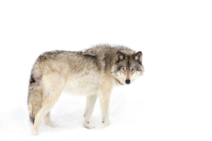 Picture of TIMBER WOLF WALKING THROUGH THE SNOW