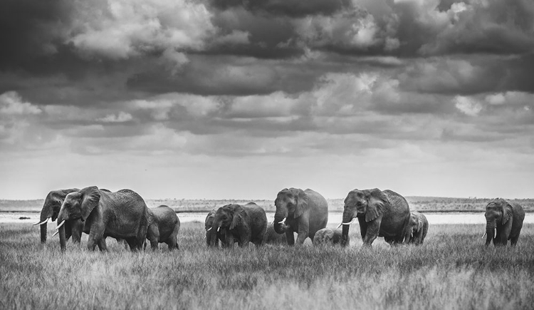 Picture of ELEPHANT FAMILY