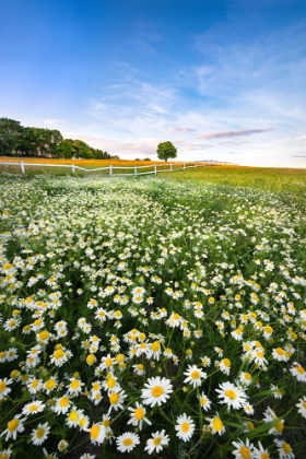 Picture of DAISYFIELD IN SWEDEN