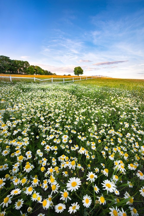 Picture of DAISYFIELD IN SWEDEN