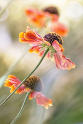 Picture of HELENIUM*