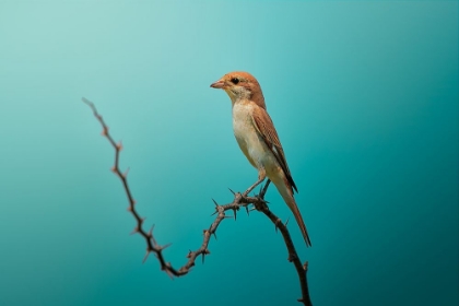 Picture of RED TAILED SHRIKE!