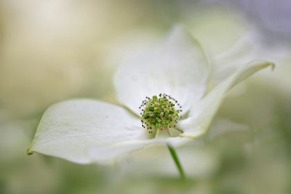 Picture of CORNUS KOUSA MISS SATOMI