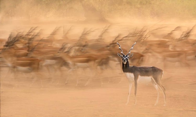 Picture of BLACK BUCKS