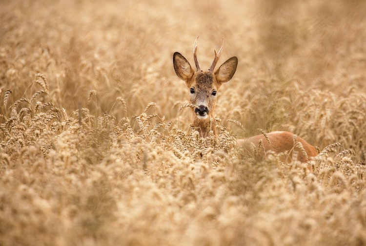 Picture of DEER IN THE FIELD