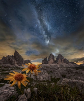 Picture of EVEN THE FLOWERS SEEM TO BE FASCINATED BY THE STARS