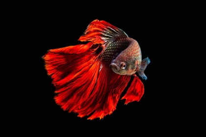 Picture of ANGRY FISH