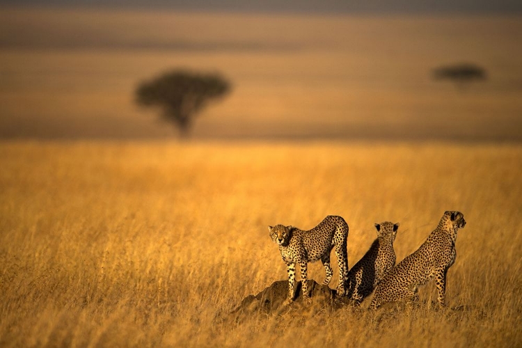 Picture of LANDSAPE OF CHEETAH