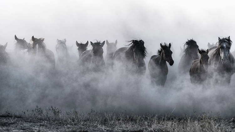 Picture of MUSTANGS