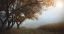 Picture of OCTOBER MORNING