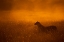 Picture of GOLD DUST