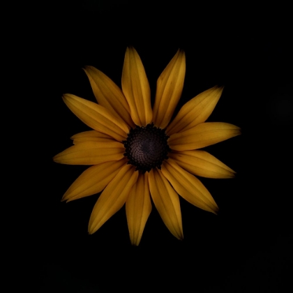 Picture of RUDBECKIA