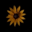 Picture of RUDBECKIA