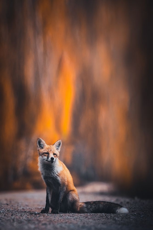 Picture of FOX