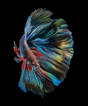 Picture of THE  BETTA FISH