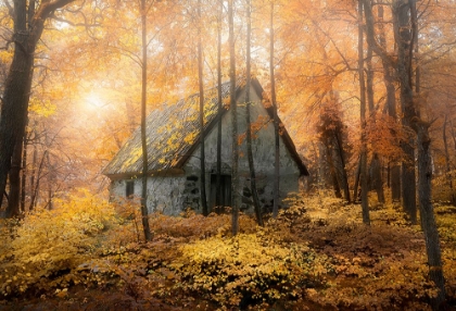 Picture of HOUSE IN THE FOREST DURING FALLSEASON