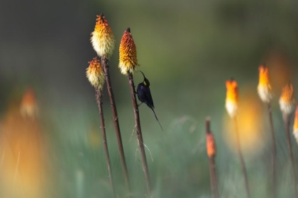 Picture of TACAZZE SUNBIRD