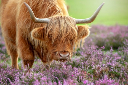 Picture of HIGHLAND IN HEATHER
