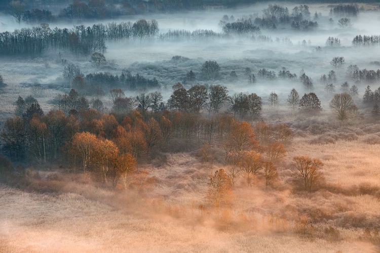 Picture of AUTUMNAL MISTY DAWN