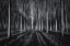 Picture of INTO THE FOREST