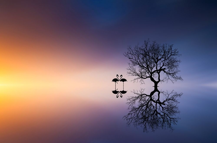 Picture of FLAMINGOS IN A LAKE WITH A TREE