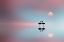 Picture of FLAMINGO