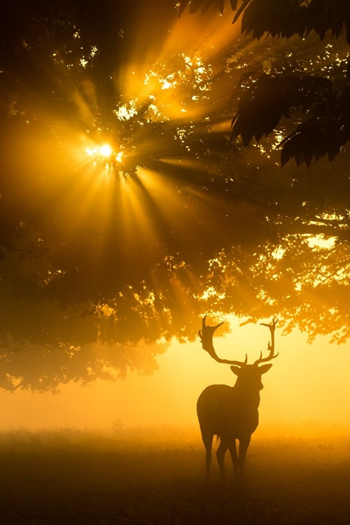 Picture of MIST ON TREE CANT STOP SUNSHINE