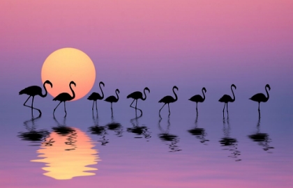 Picture of FAMILY FLAMINGOS