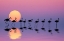Picture of FAMILY FLAMINGOS