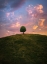Picture of TREE ON HILL DURING SUNSET