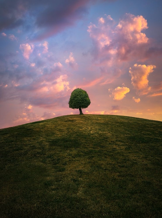 Picture of TREE ON HILL DURING SUNSET