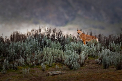 Picture of ETHIOPIAN WOLF