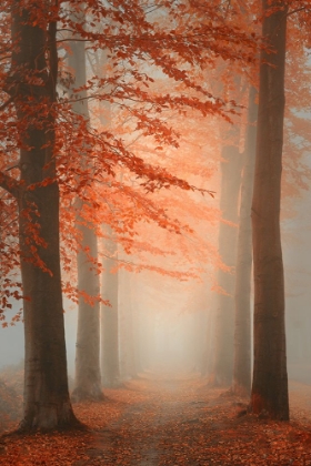 Picture of AUTUMN DREAM