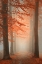 Picture of AUTUMN DREAM